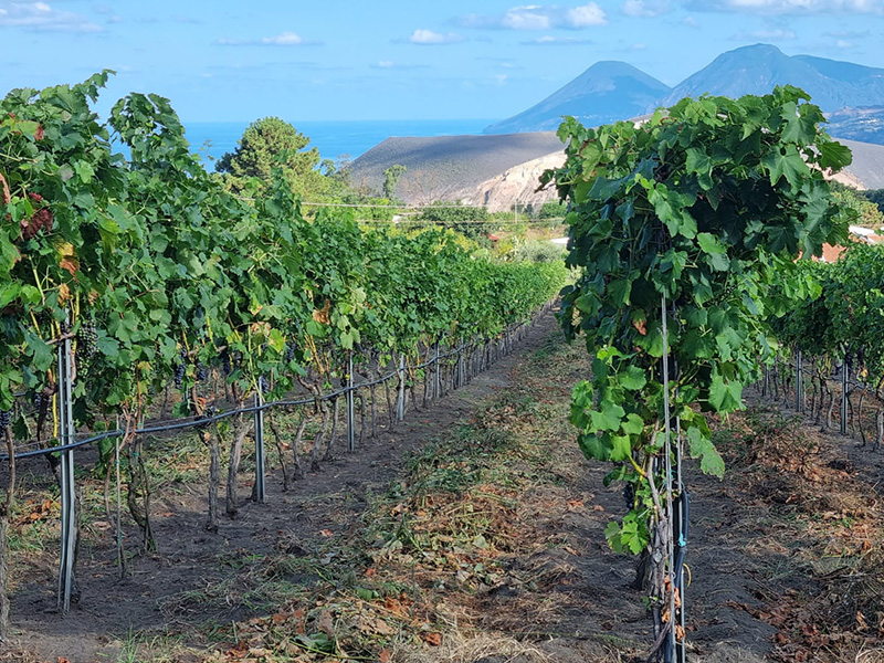 I Vigneti – Le terre uniche di Vulcano